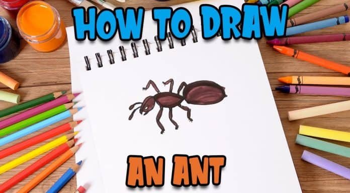 How to Draw an Ant