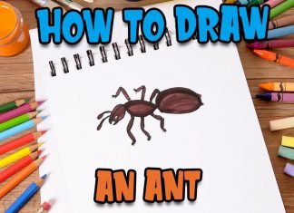 How to Draw an Ant